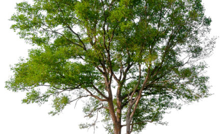 Three Ways to Avoid Plant Growth in Your Sewer Pipes