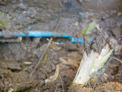 Signs That You May Have Tree Roots In Your Sewer Pipes