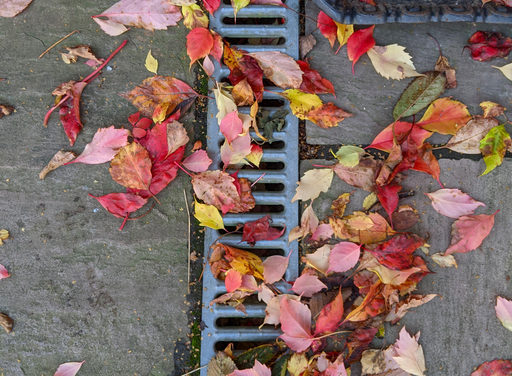 Frightful Foliage: How Fall Leaves Can Be a Nightmare For Your Sewer