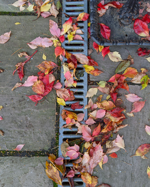 Frightful Foliage: How Fall Leaves Can Be a Nightmare For Your Sewer