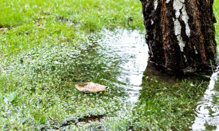 Common Spring Sewer Issues and How to Prevent Them